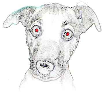 Disegno del cane del Ciabot di Rosa
