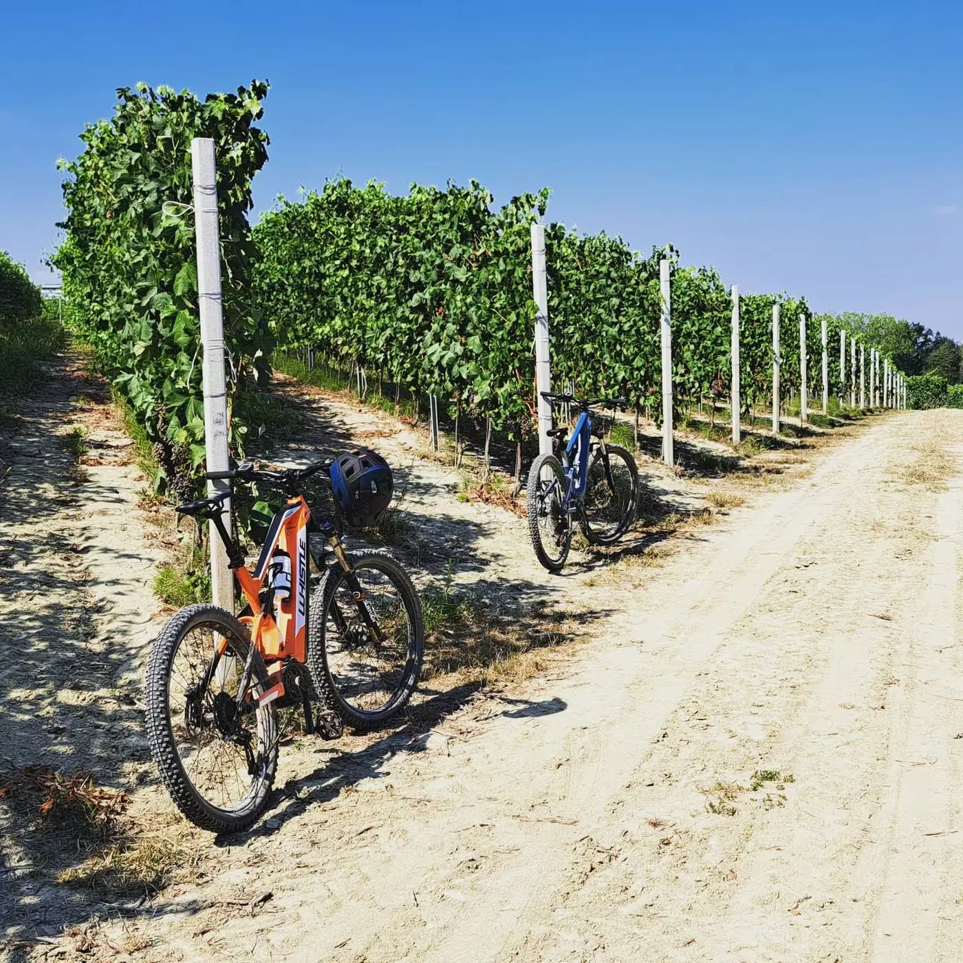 E-bike tra i filari delle Langhe vicino a Cherasco