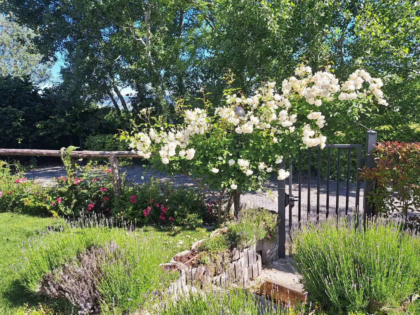 White roses and lavender by the garden gate
